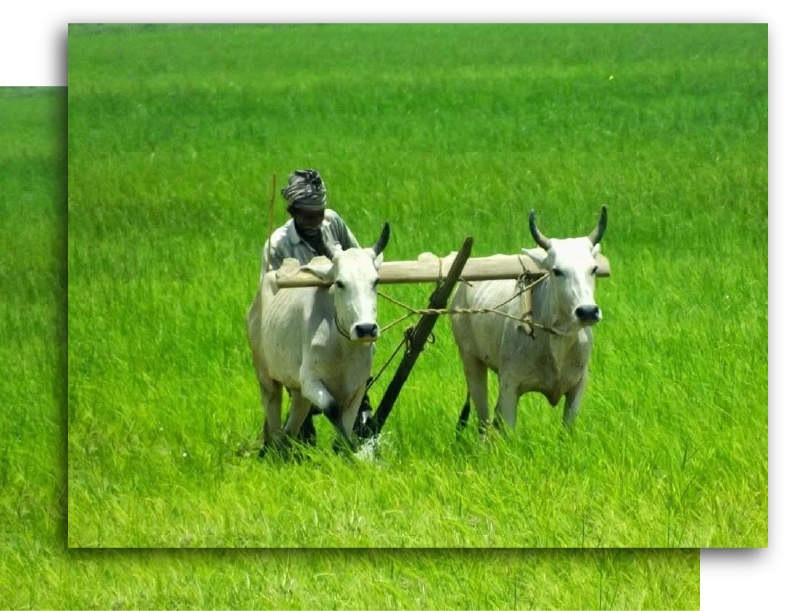 image of tilling in a paddy field